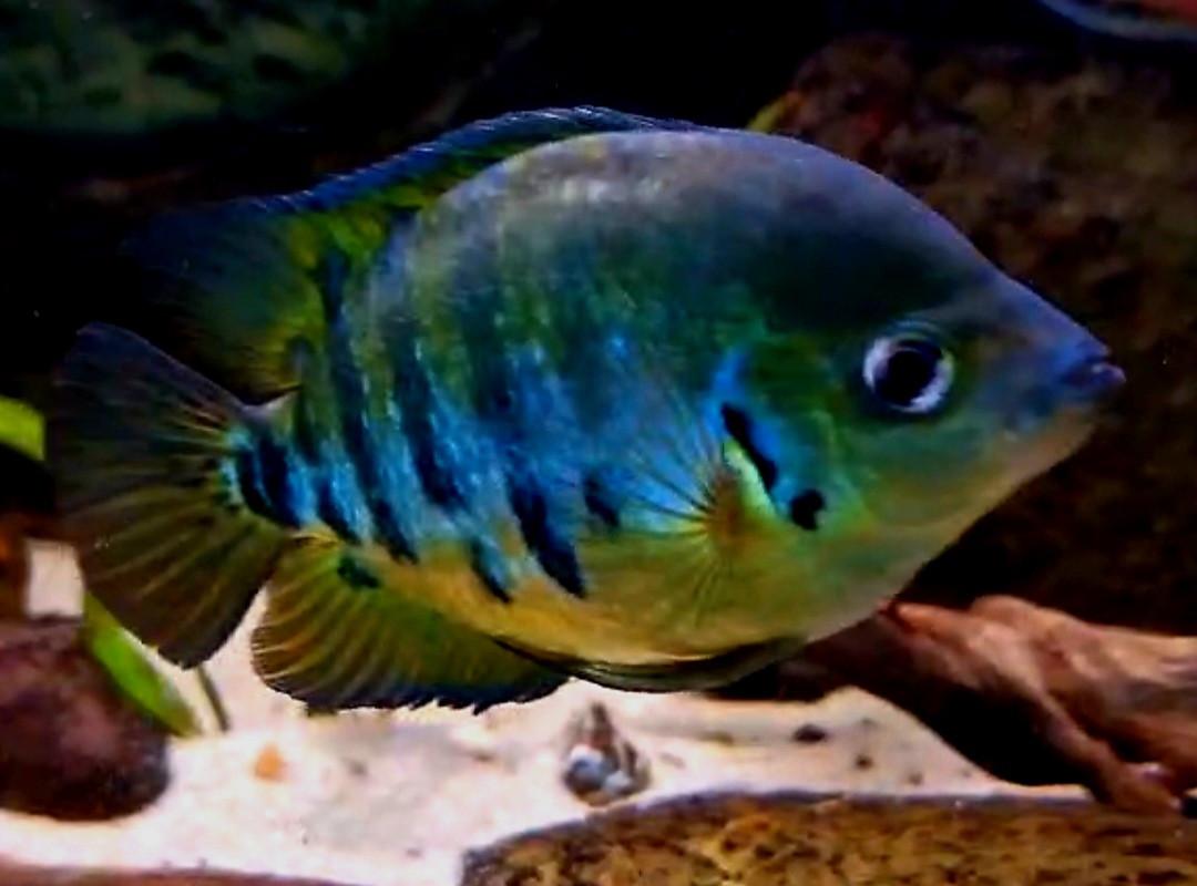 Aquariumvissen kweekoppel/ kweekgroep