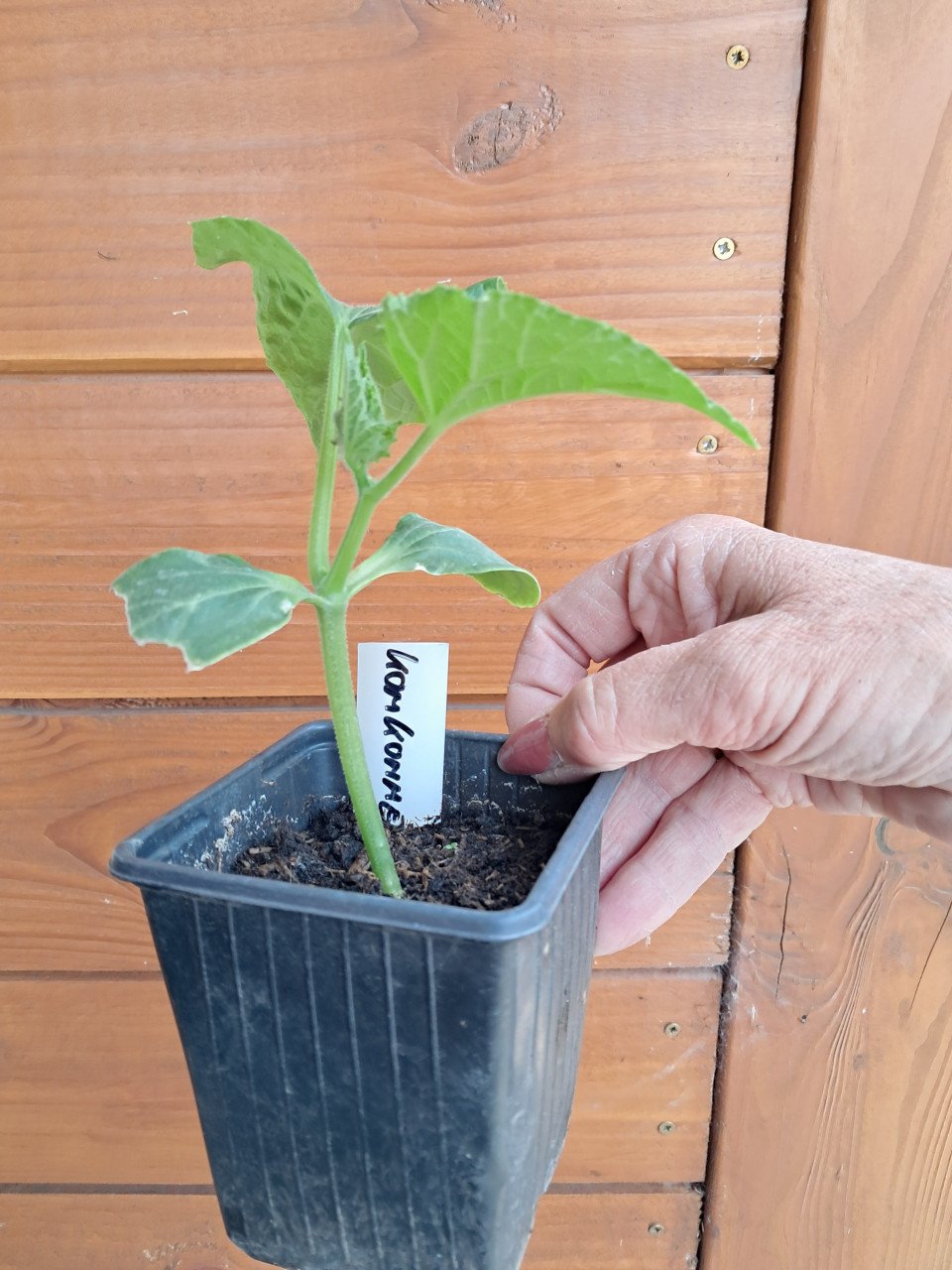 Courgette, komkommer en snackkomkommer planten