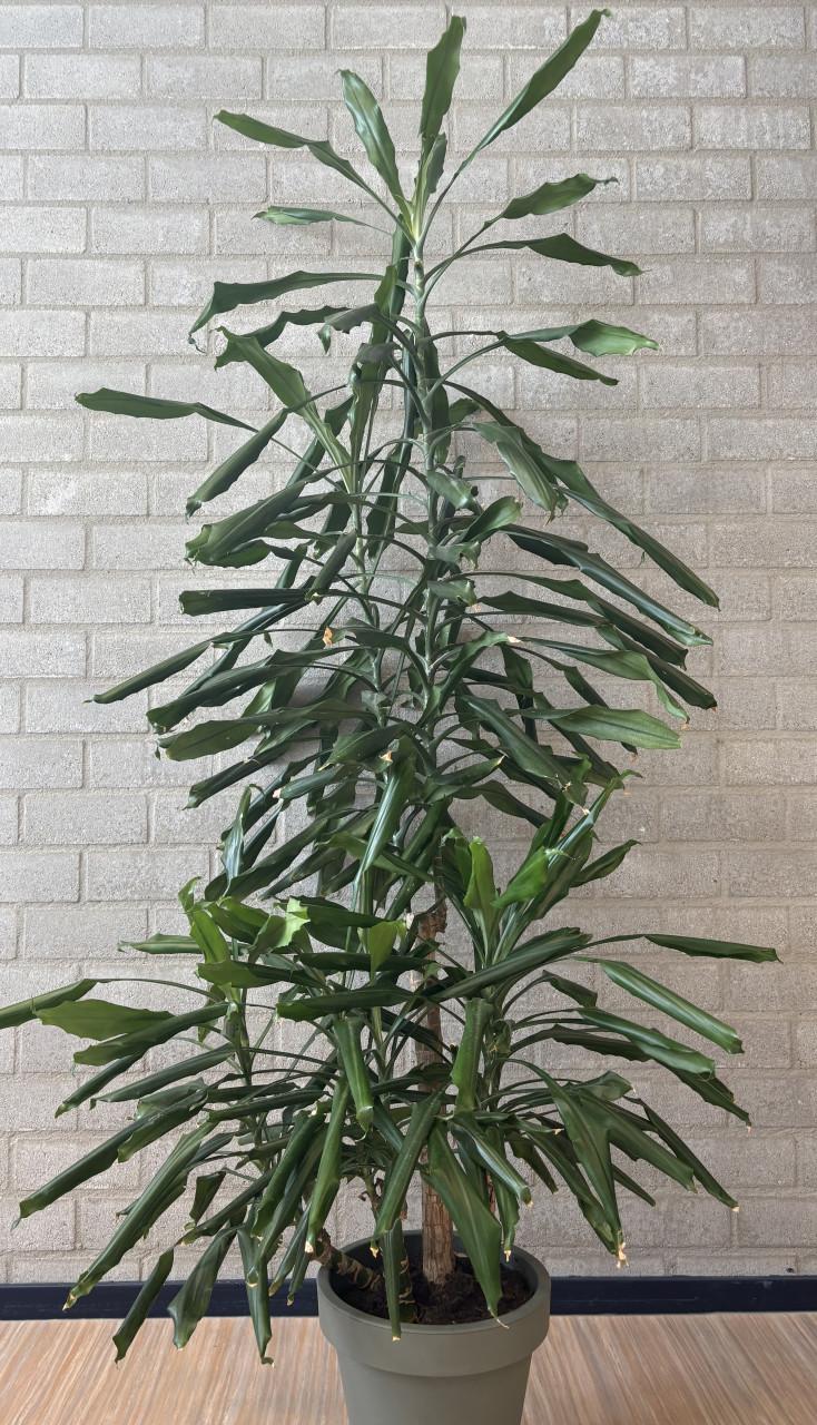 Grote Dracena kamerplant 190 cm hoog voor de prijs van een bos bloemen
