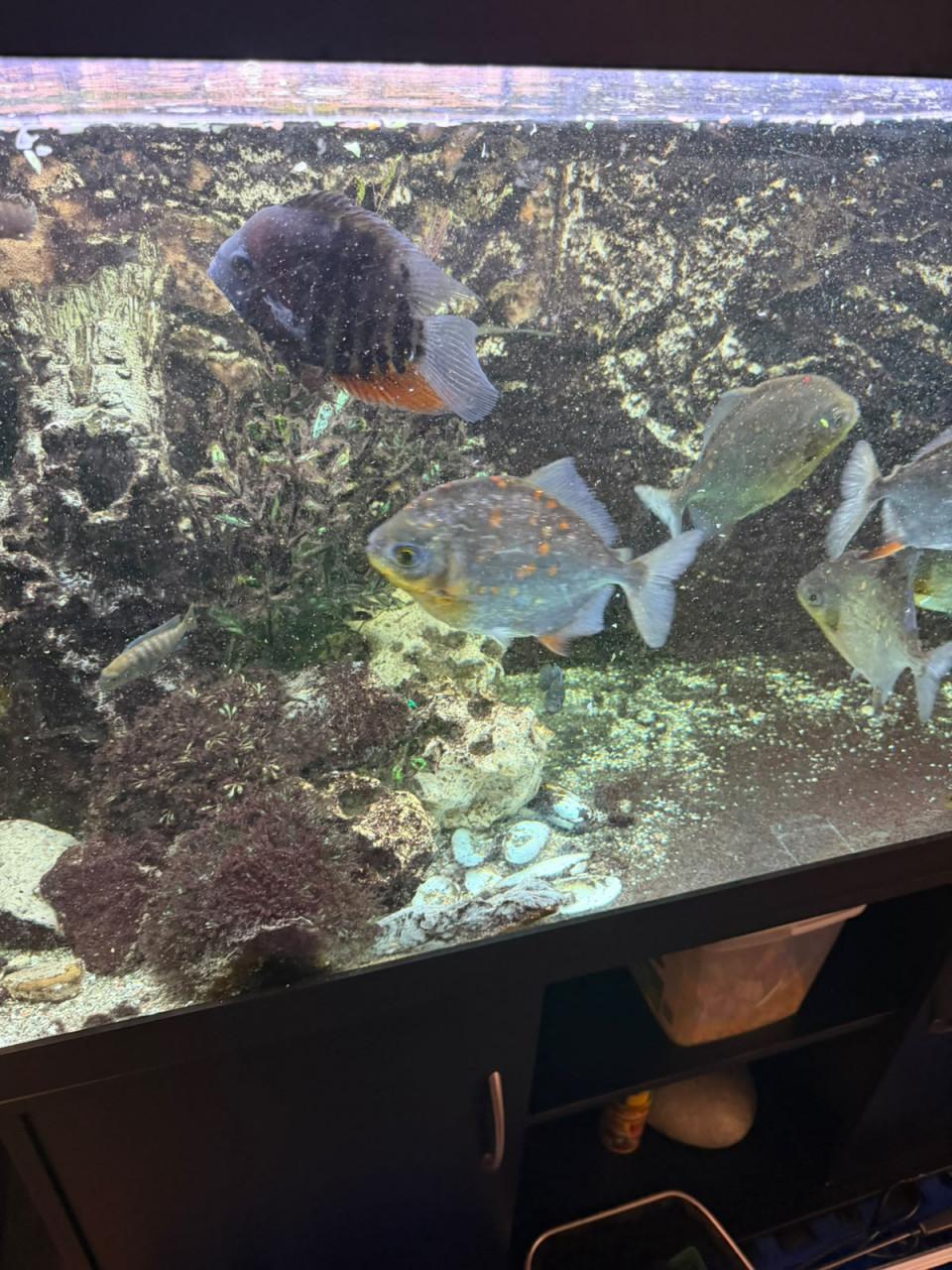 Mooie groep piranha's