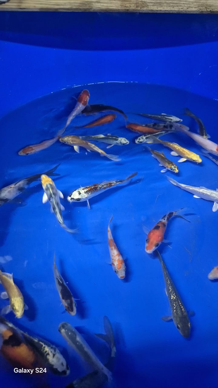 Kleine koi