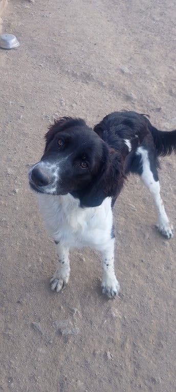 Alora Dog Rescue: Mike, wie geeft hem een mand?