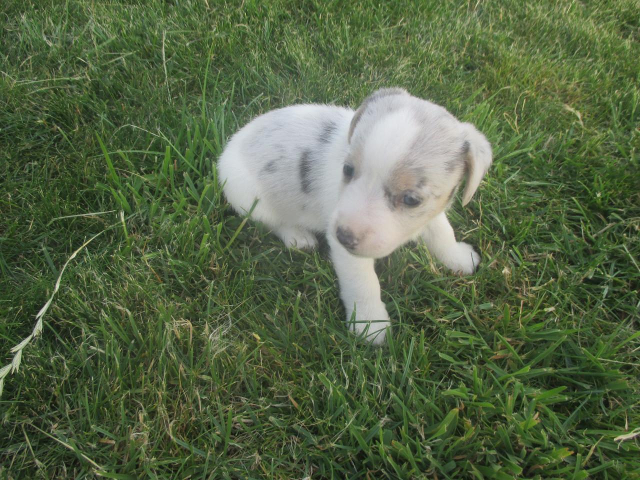 Supermooie jack russell pups.