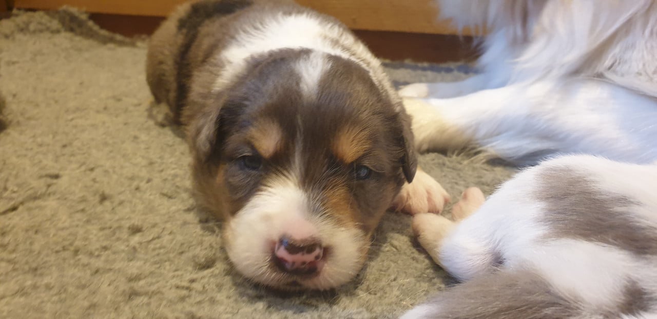 Border Collie