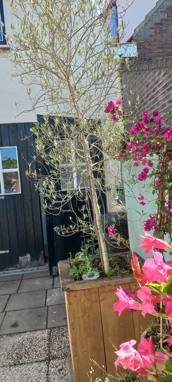 Olijfboom en houten bak