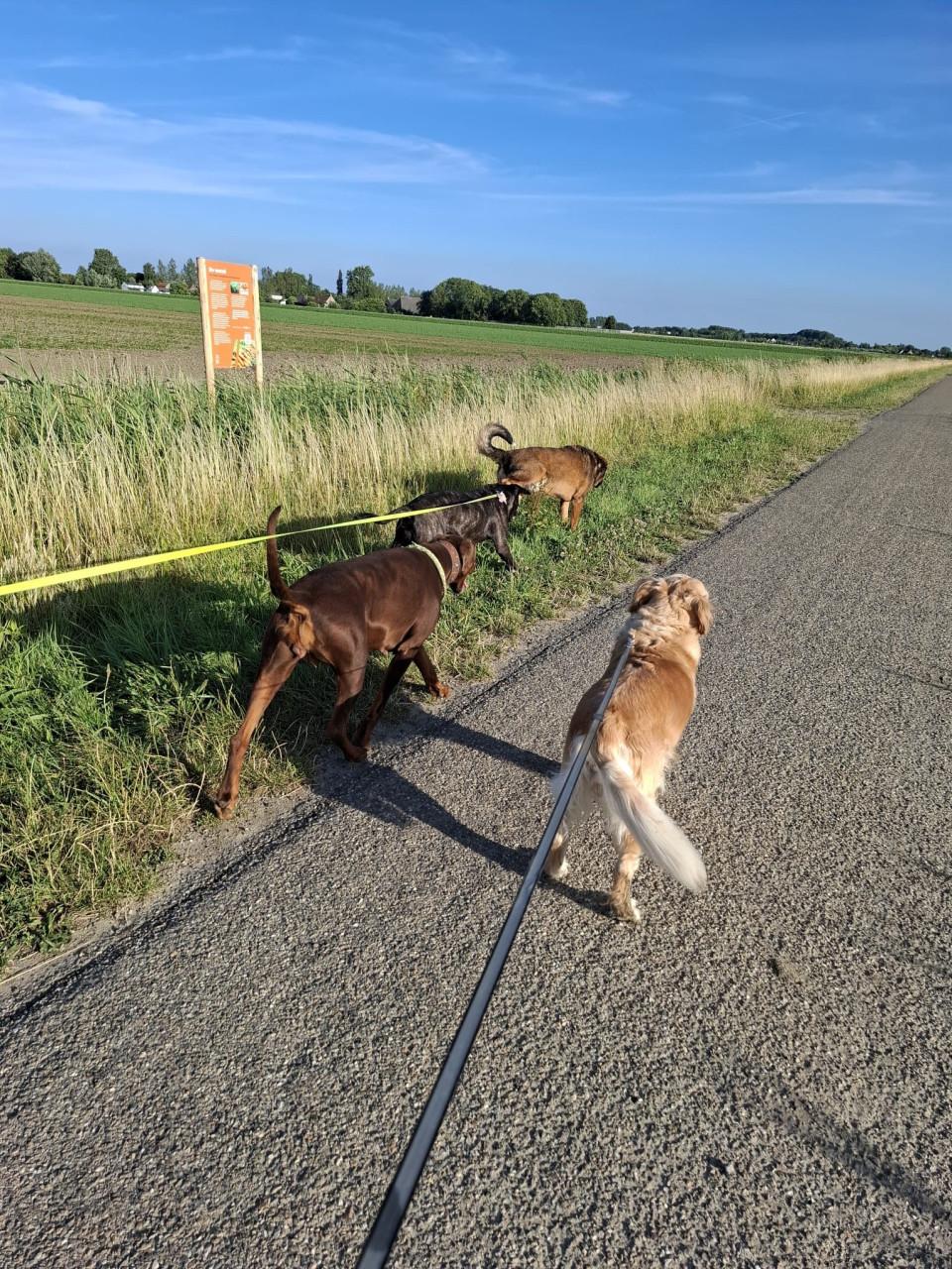 Honden oppas/verblijf/pension