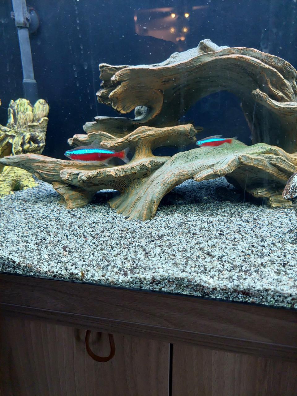 Aquarium Rio Juwel 180 met vissen bestand