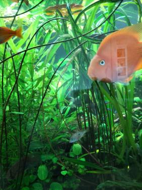 Aquarium planten