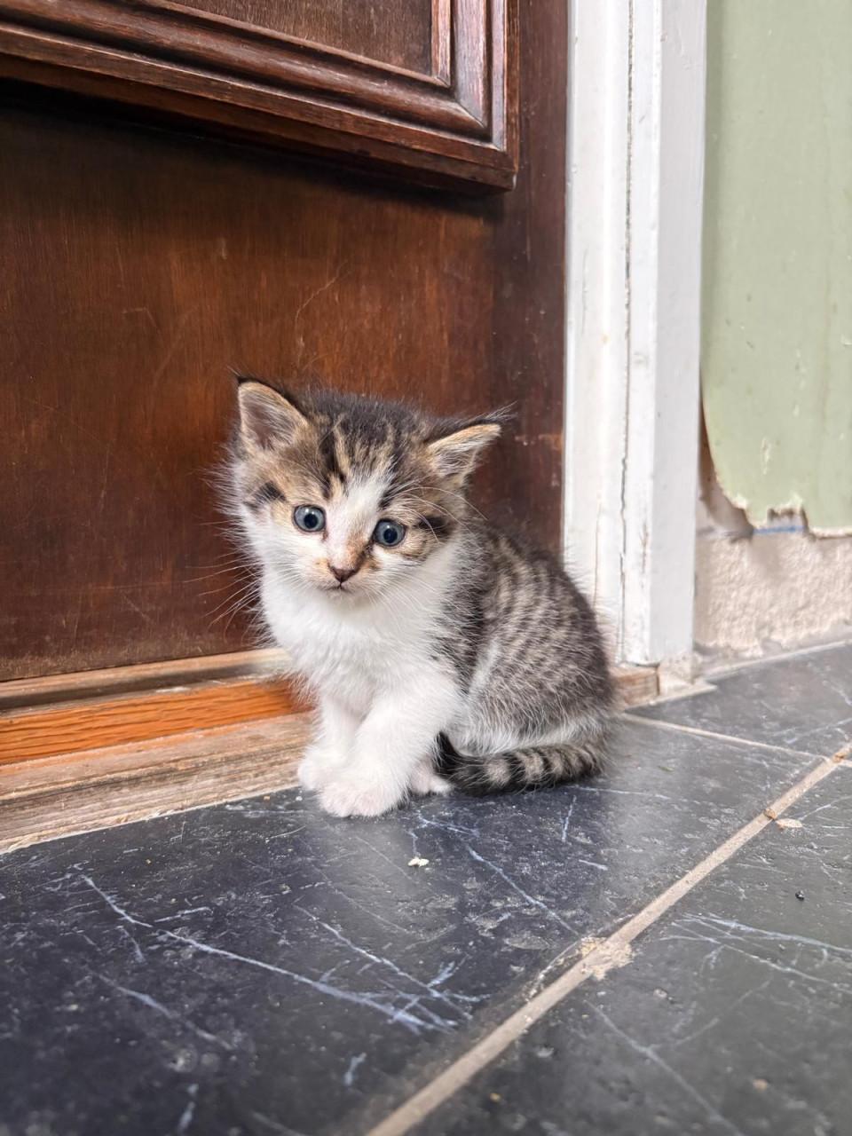 6 Kittens te koop!