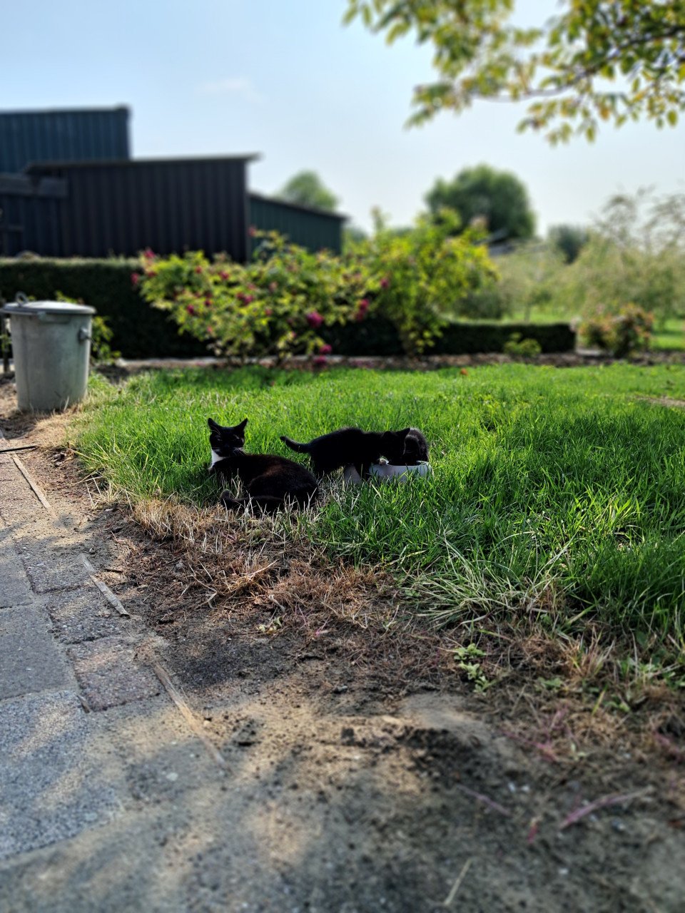 Kitten -vrouwtje- te koop