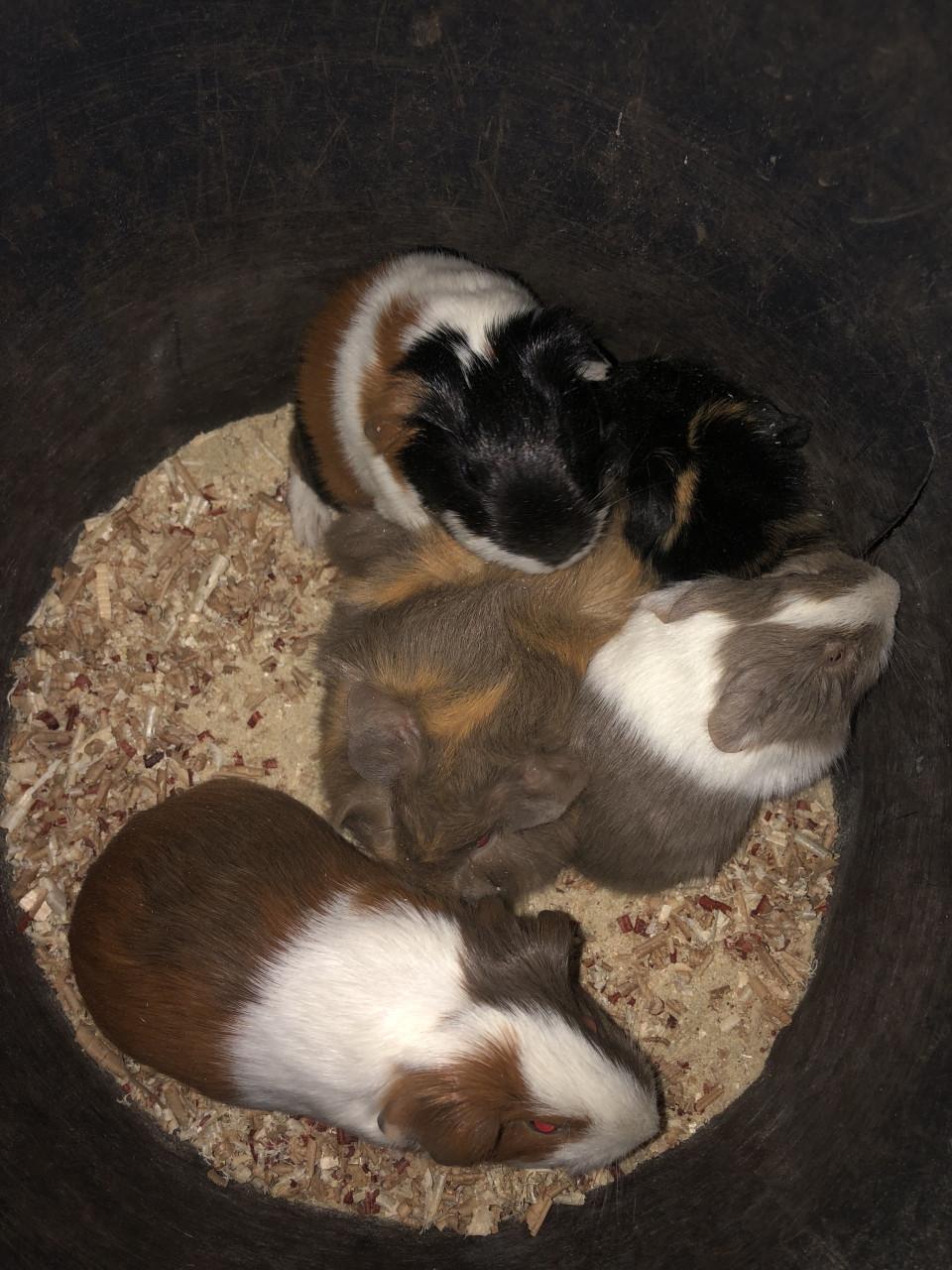 Knappe baby cavia’s!!