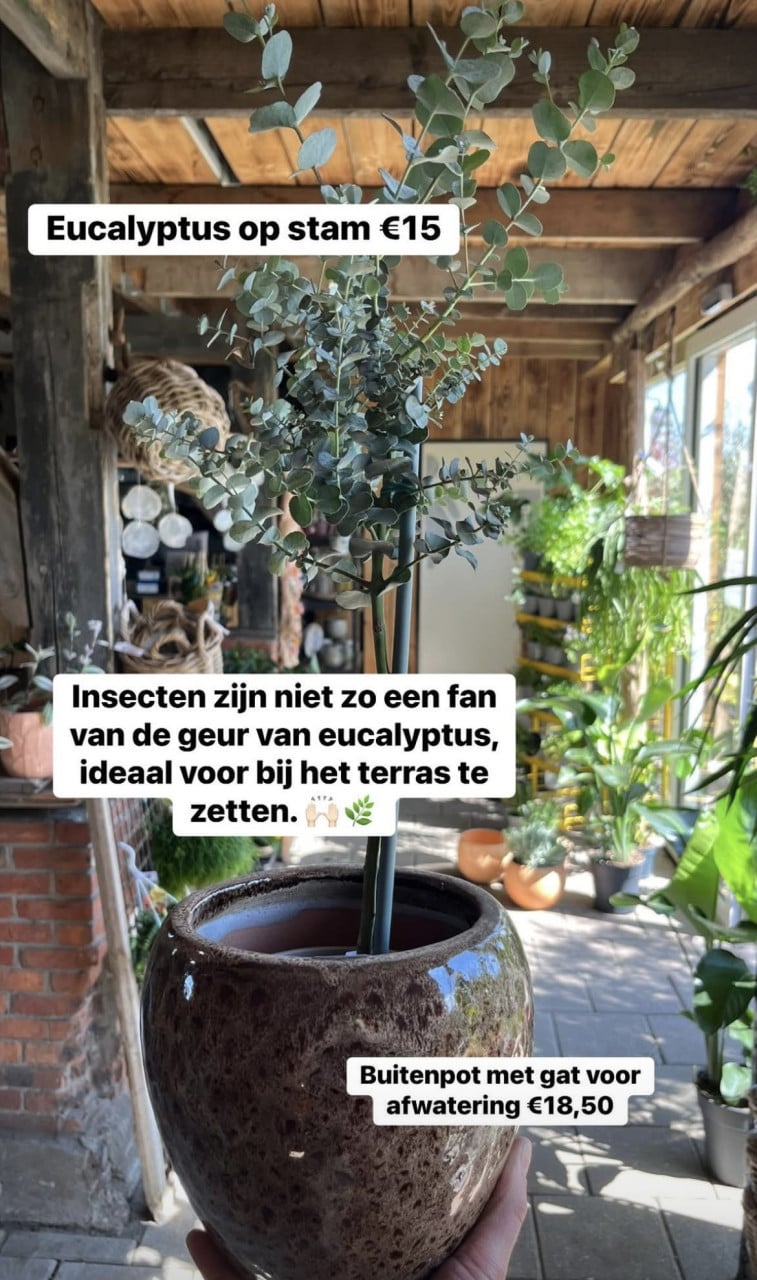 Eucalyptus op stam (insecten vrij terras)