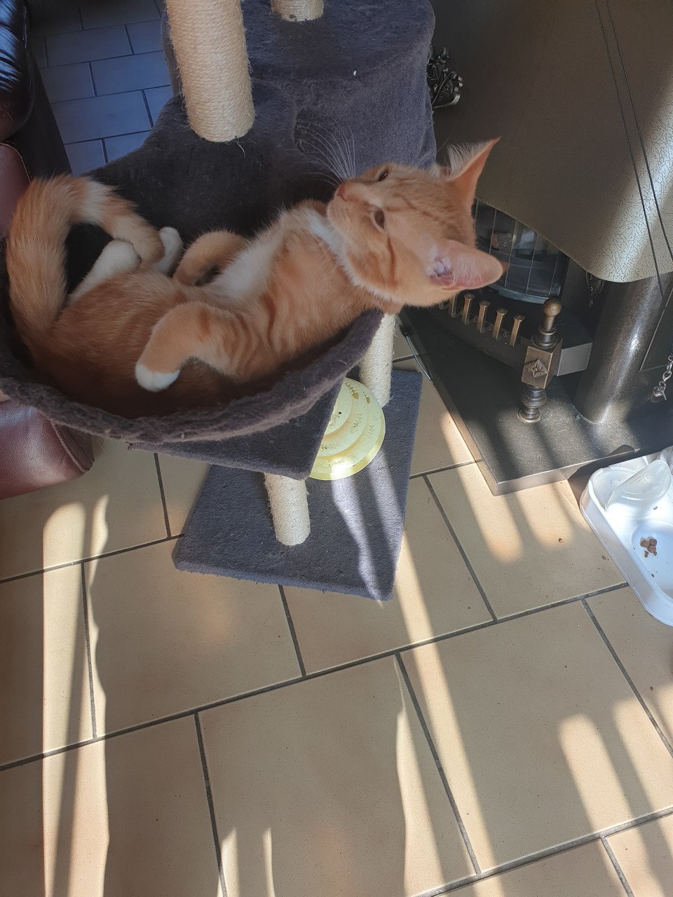 Rode kittens moederpoes meincoen
