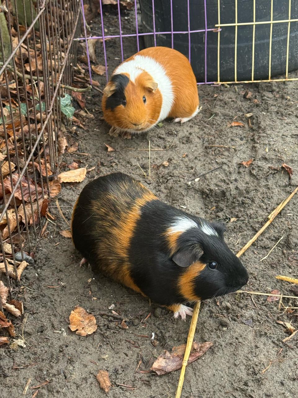 Mannetjes cavia’s