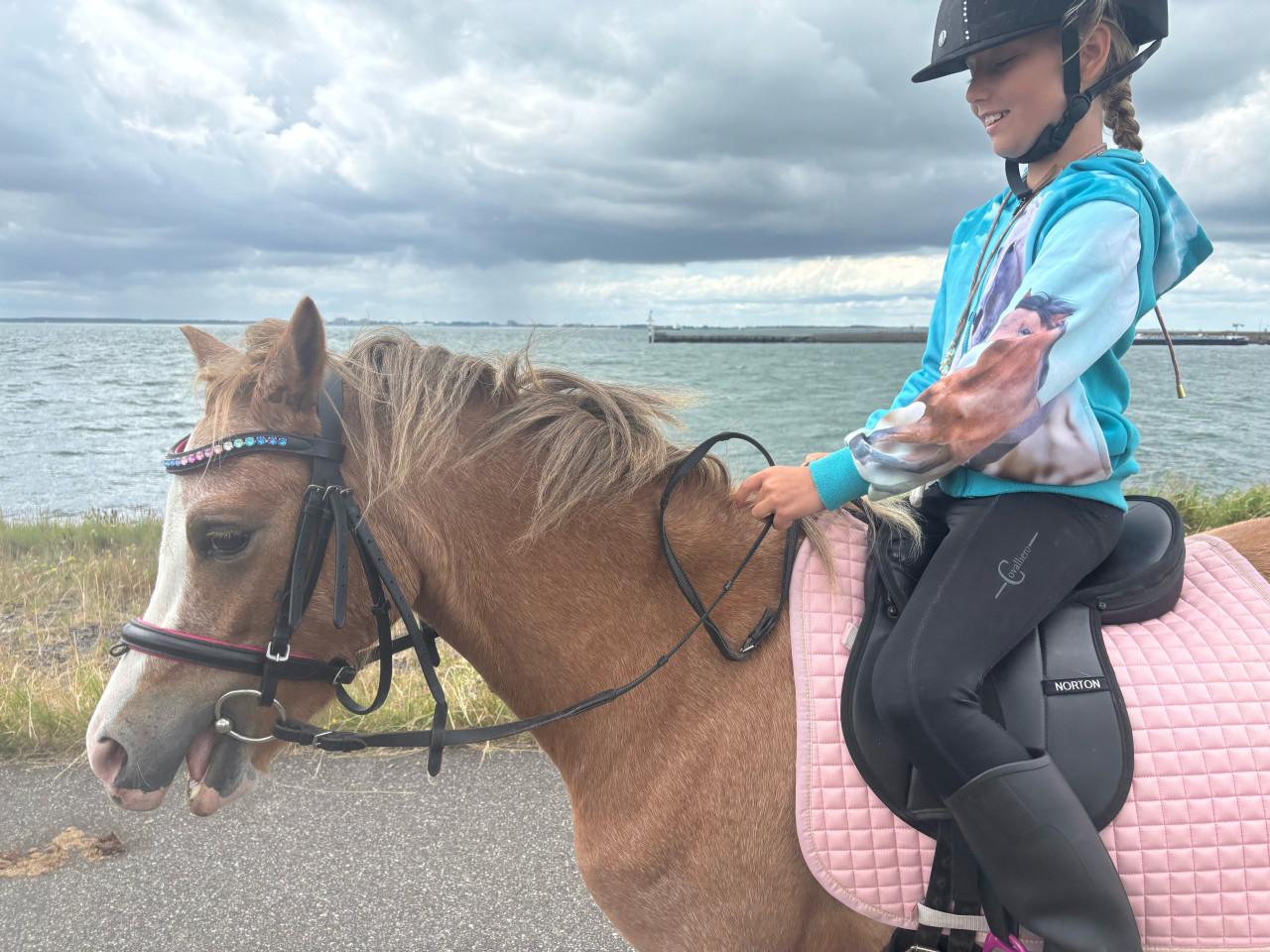 Welsh pony met veulen