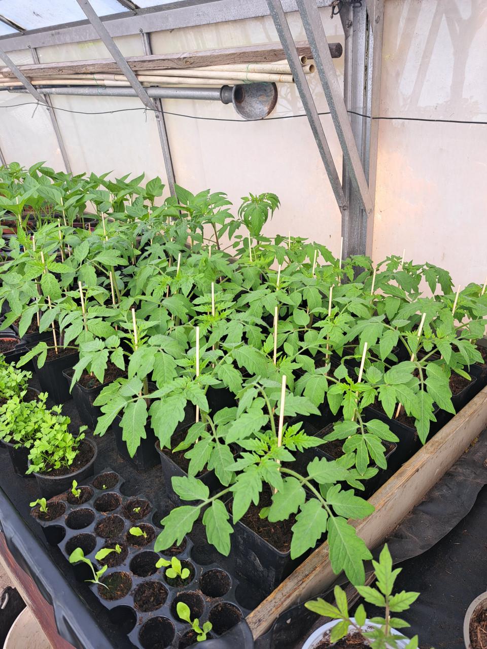 TOMATEN EN PAPRIKA PLANTEN
