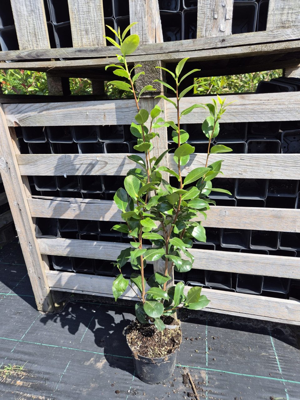 Camelia Brushfield yellow ca 100 cm