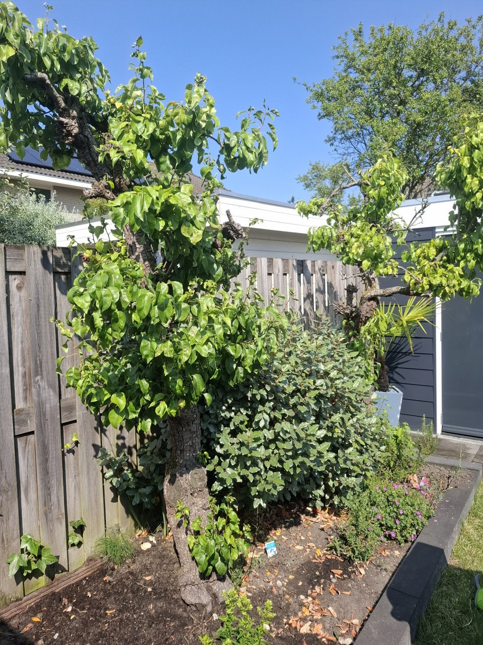 Perenbomen