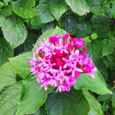Pindakaasplant