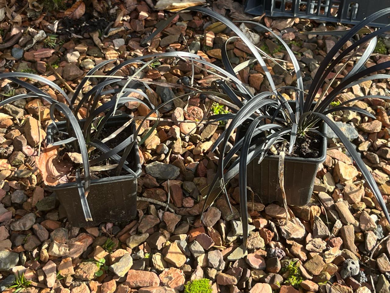 Siergrassen Carex Irish Green/ Slangenbaard/ Carex Goldband