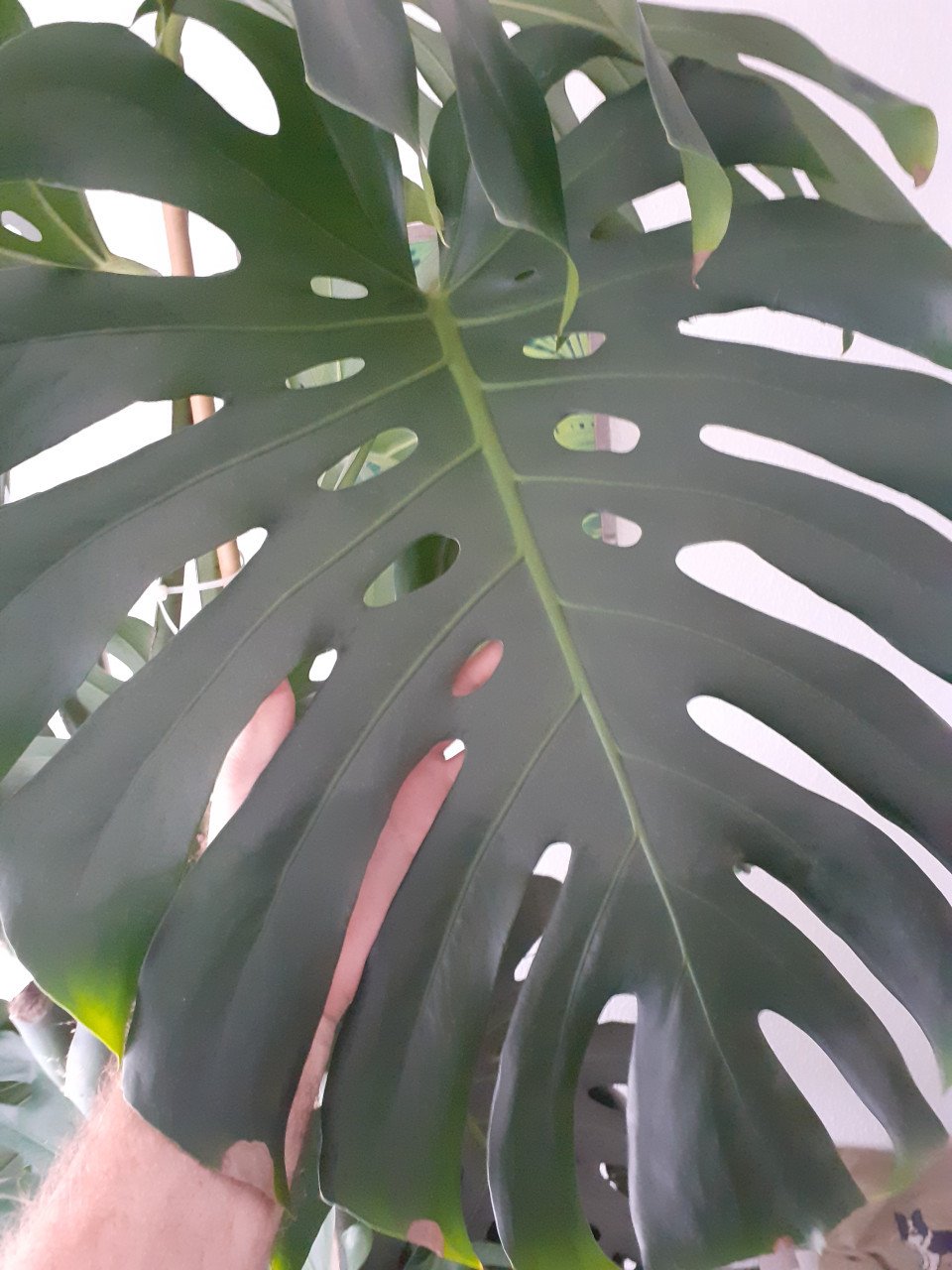 Grote monstera gatenplant.