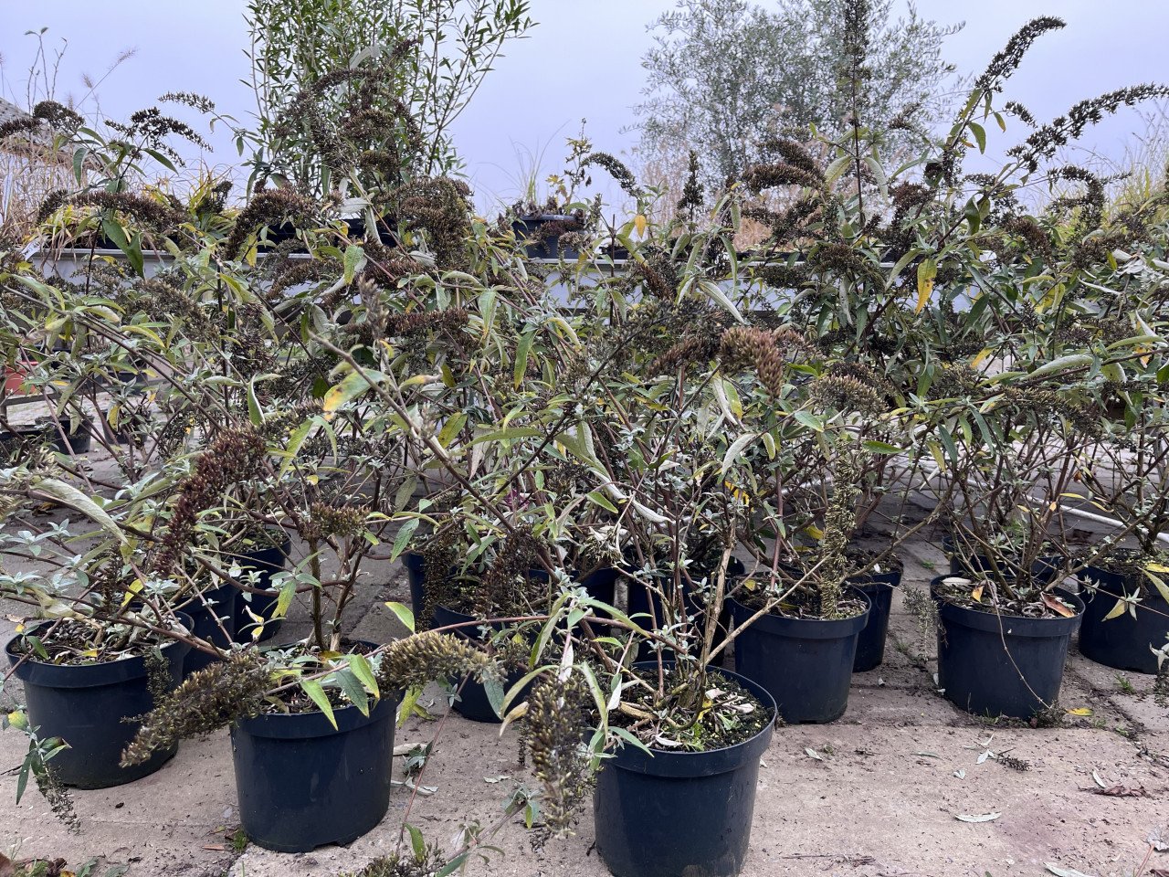 Vlinderstruik Buddleja Davidii kleur roze, Royal Red 80/100 cm