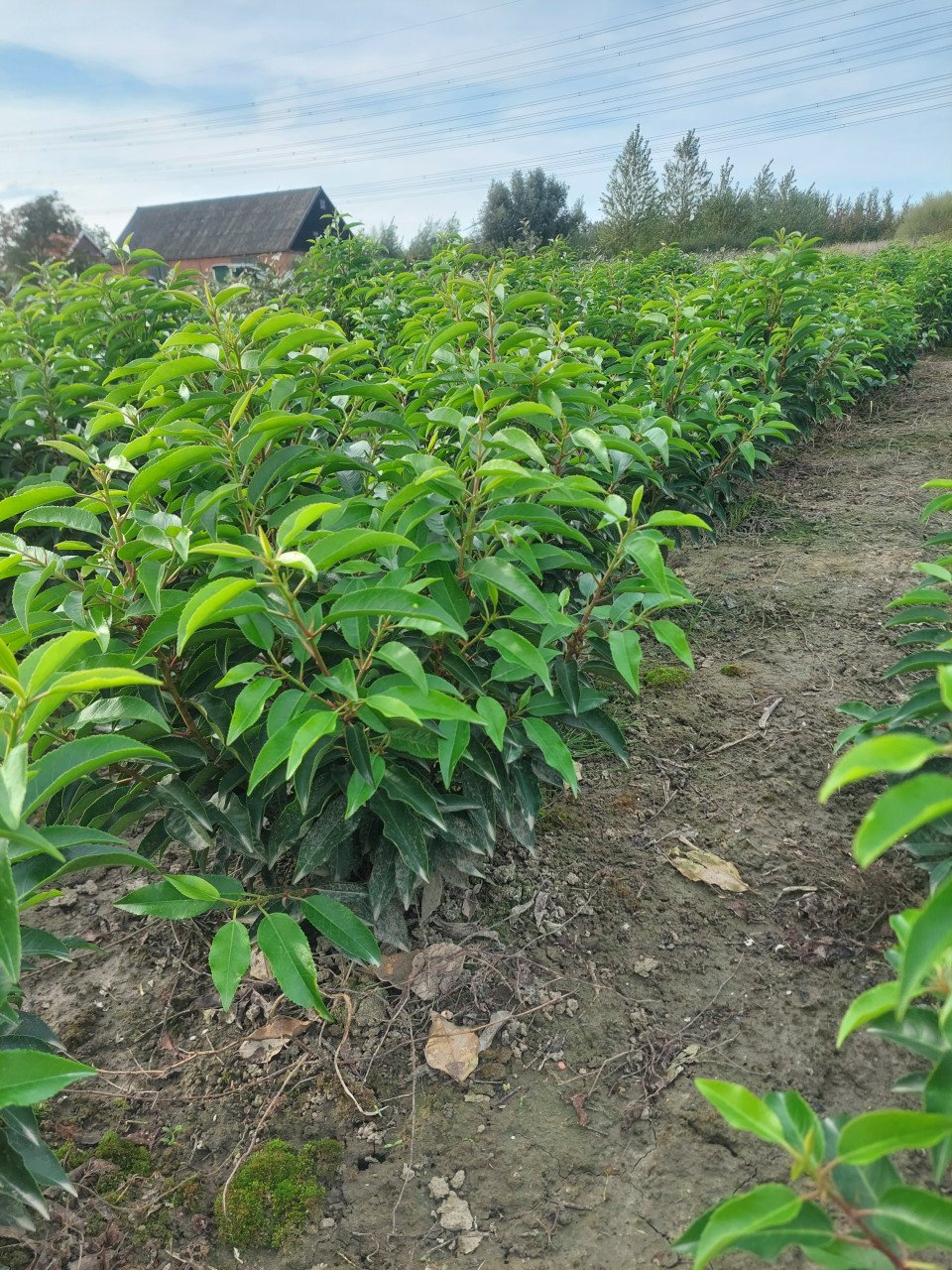 Porugeese laulier/ prunus lusitanica