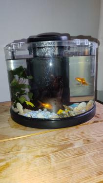 2 goudvissen met aquarium