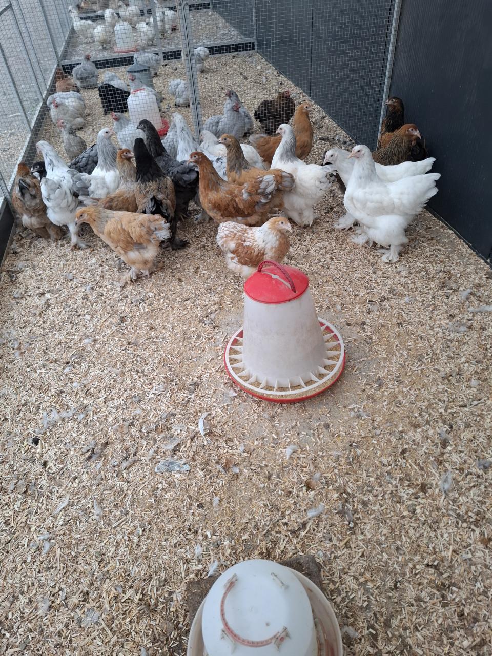 Brahma groot diverse kleuren