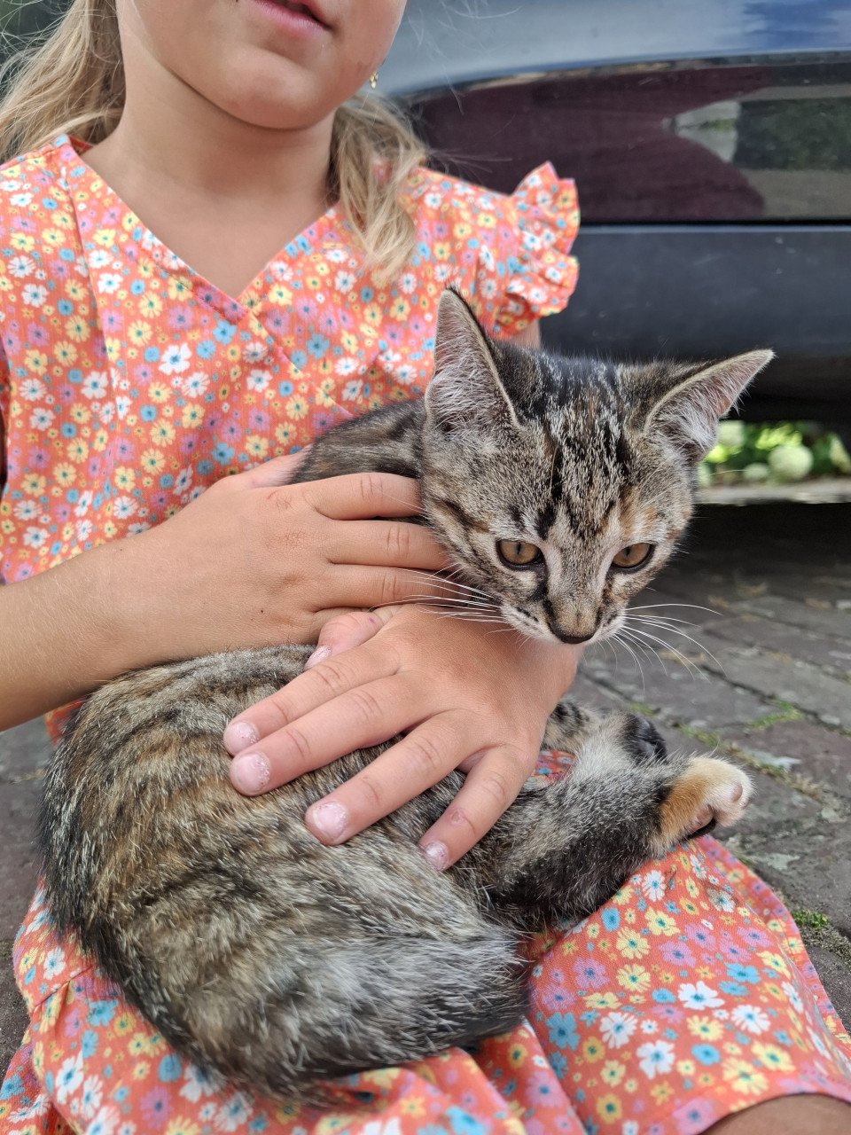 Kittens