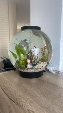 Biorb 60 aquarium