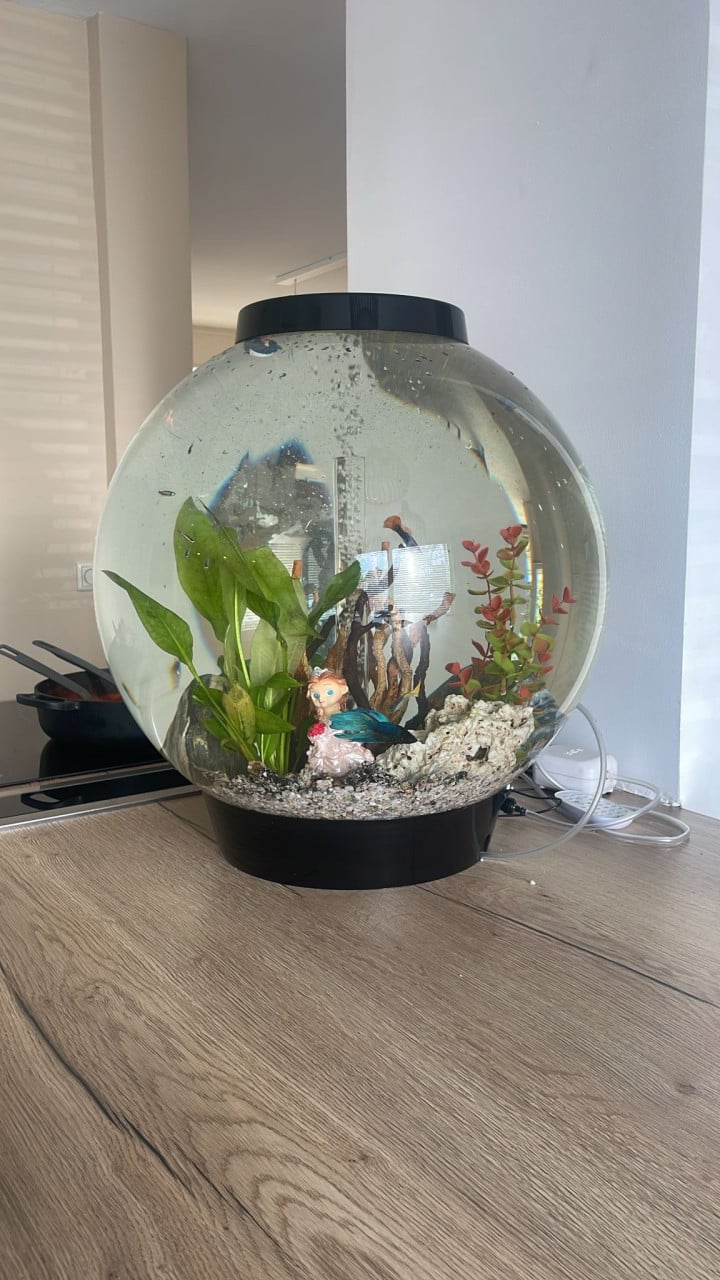 Biorb 60 aquarium