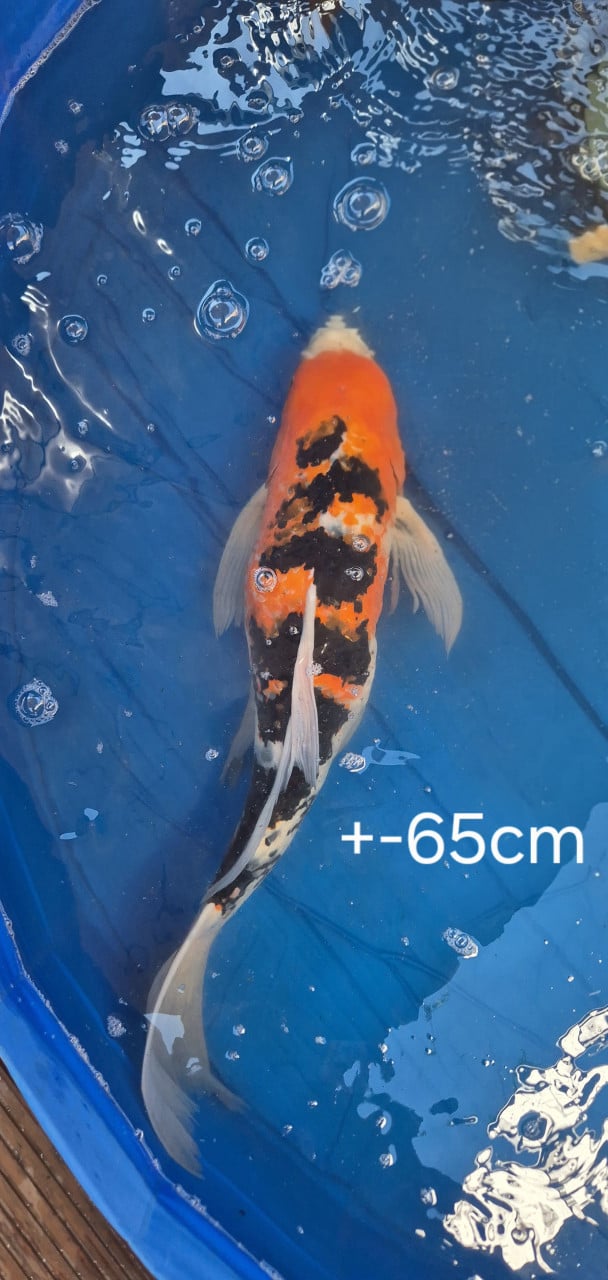 Koi.