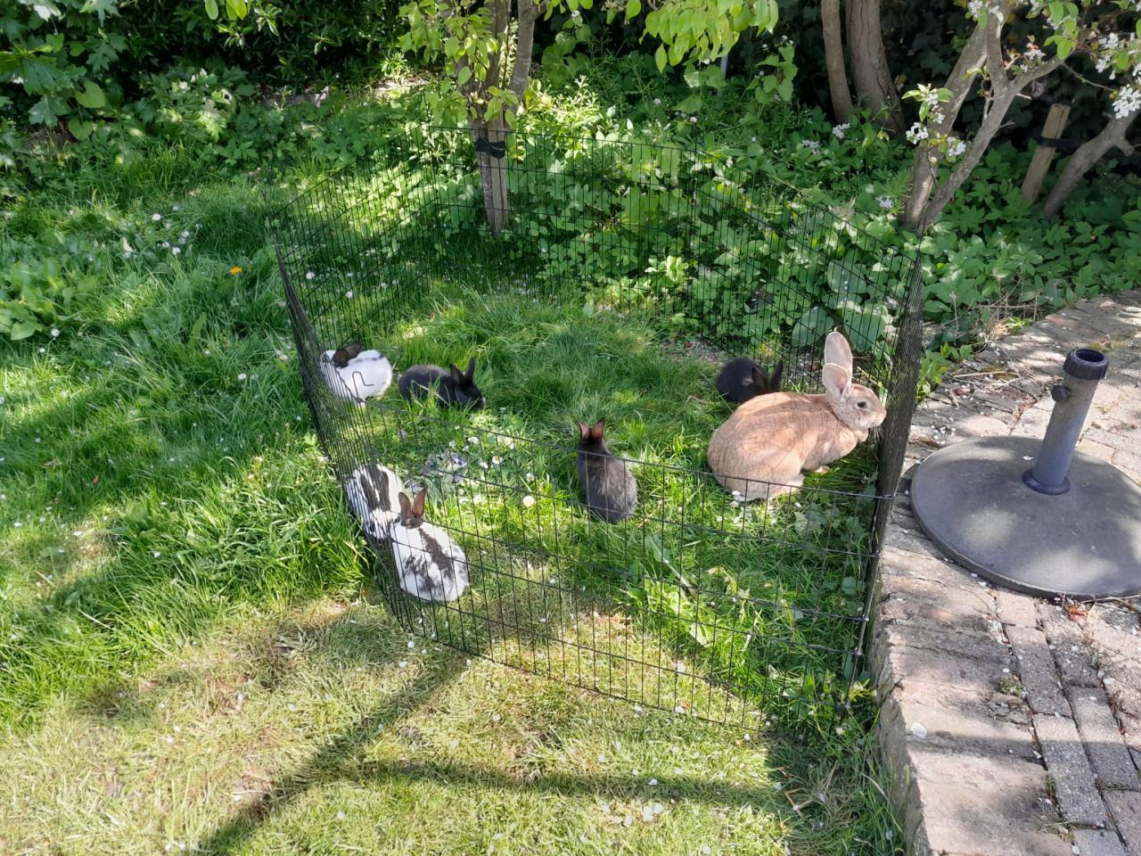 Jonge konijnen. Lotharingers.