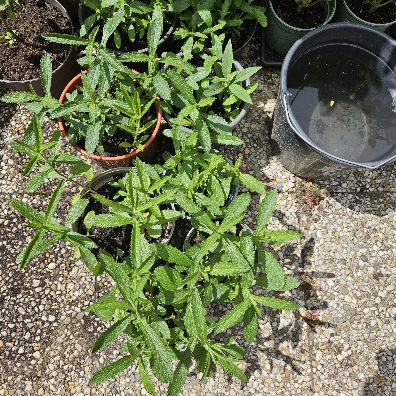 Verbena