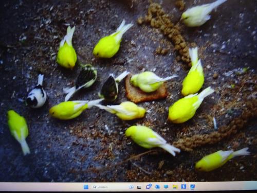 Te mooie mooie zang kanarie mannen  van vorig jaar gele en bonte en ??