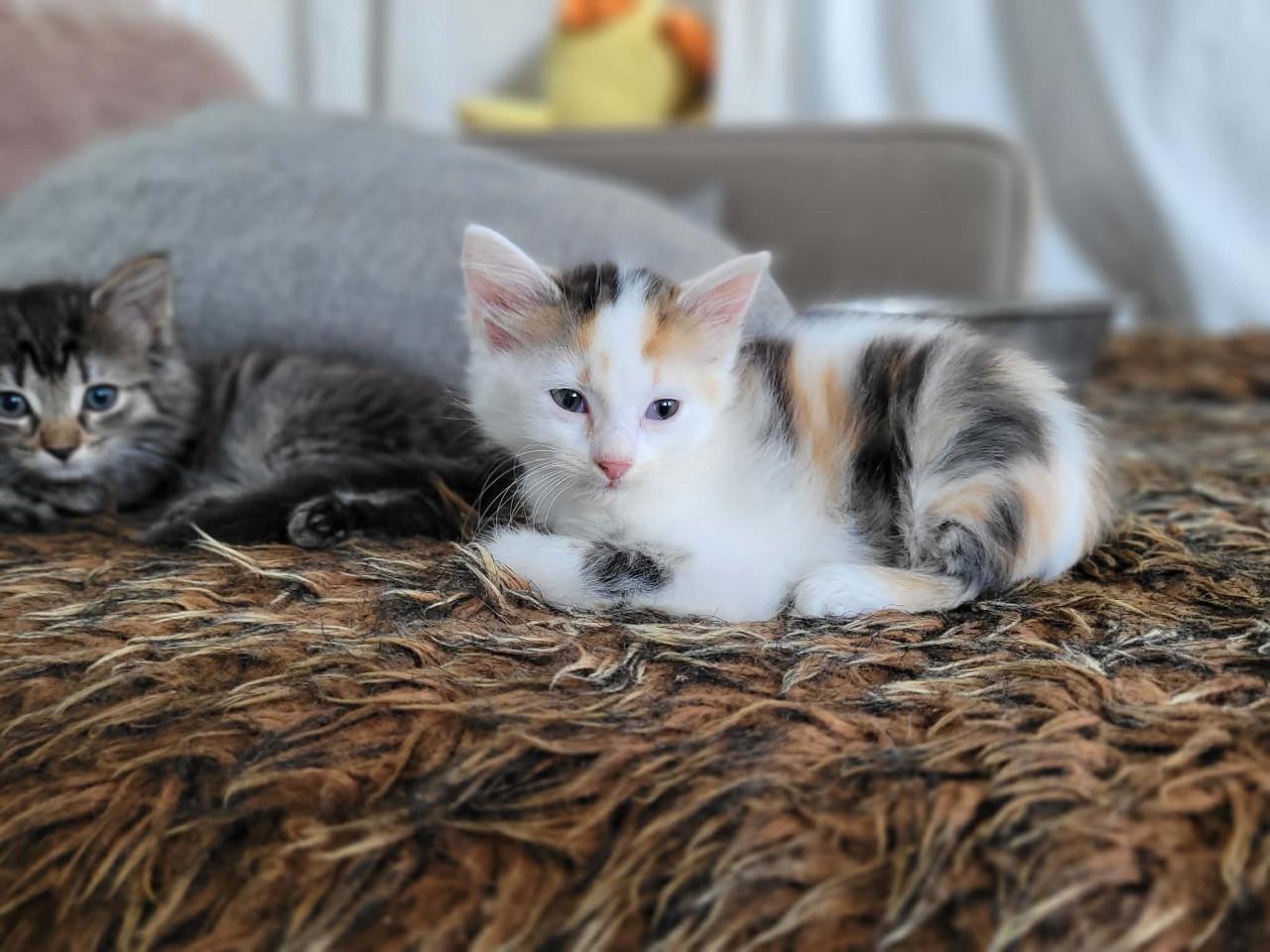 Lieve kittens