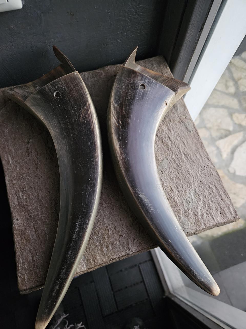 2 prachtige grote waterbuffel hoorns voor decoratief gebruik