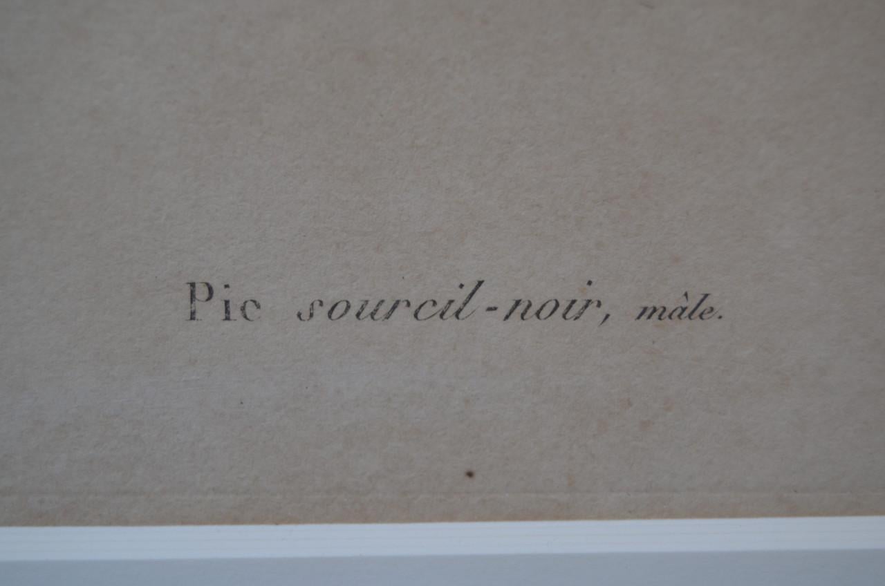 Gravure 19e eeuws van een specht, wel mooi eigenlijk