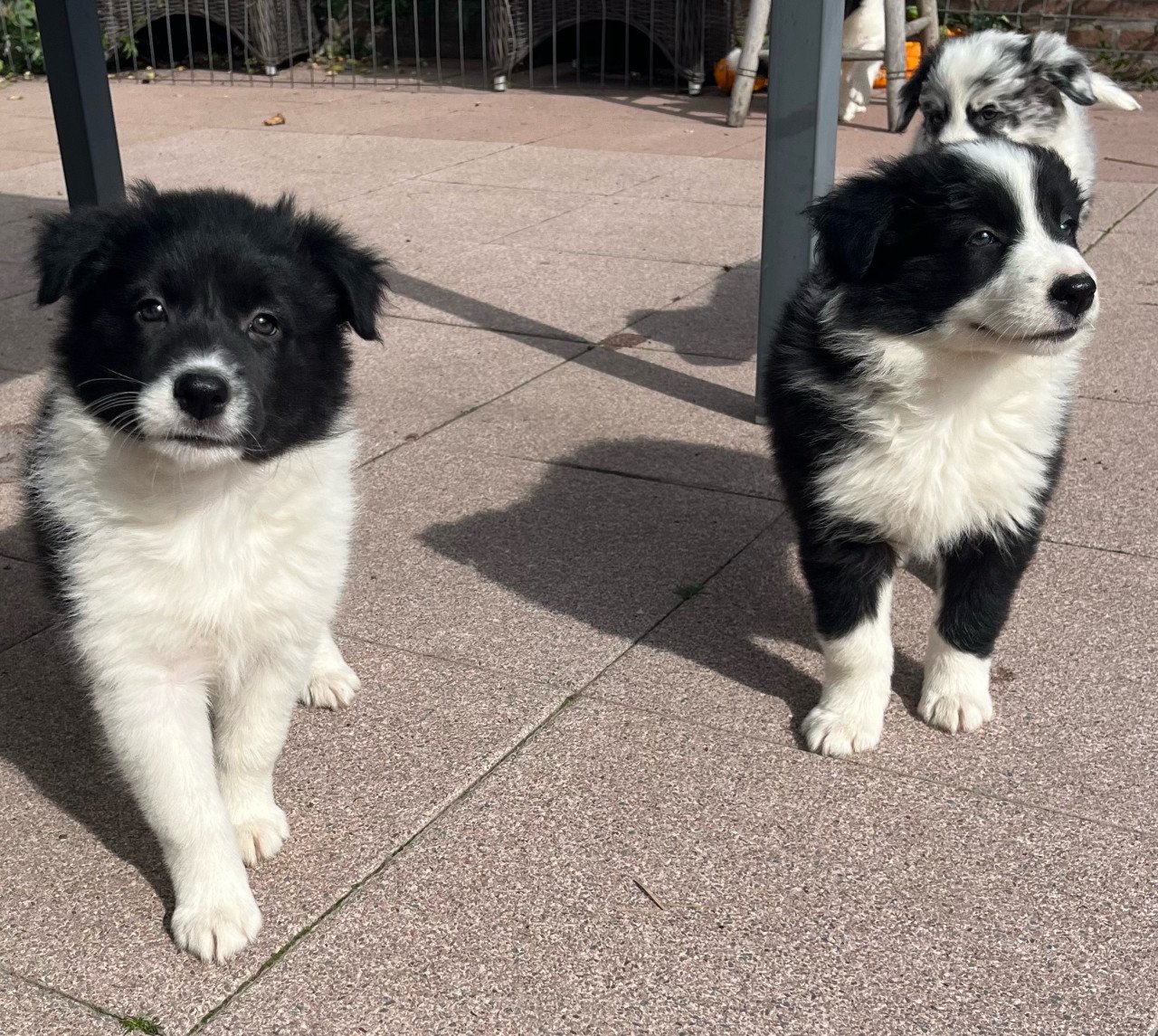 Border collie puppy’s