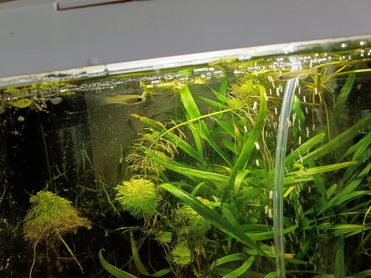 Aquarium 25 liter compleet