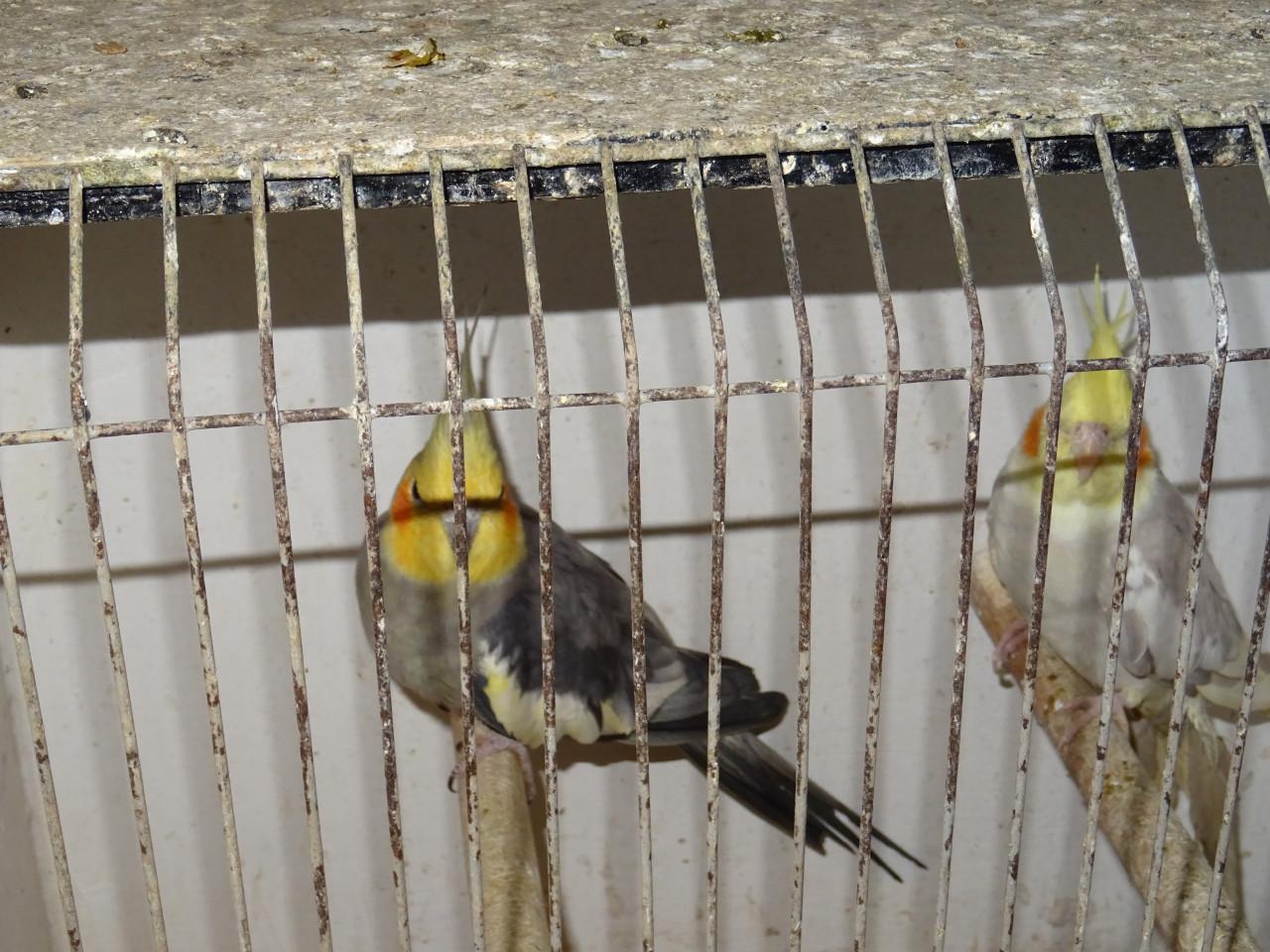 Te koop mooi koppel valkparkieten broedrijp