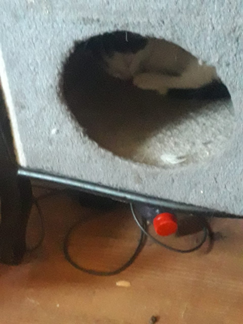 Kittens zoeken liefdevol thuis