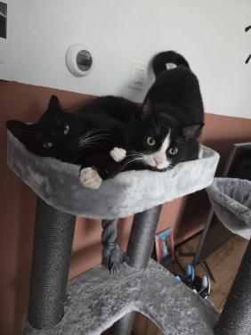 Poezen zoeken lief baasje♥️