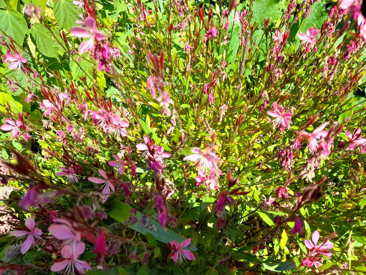 Vaste planten
