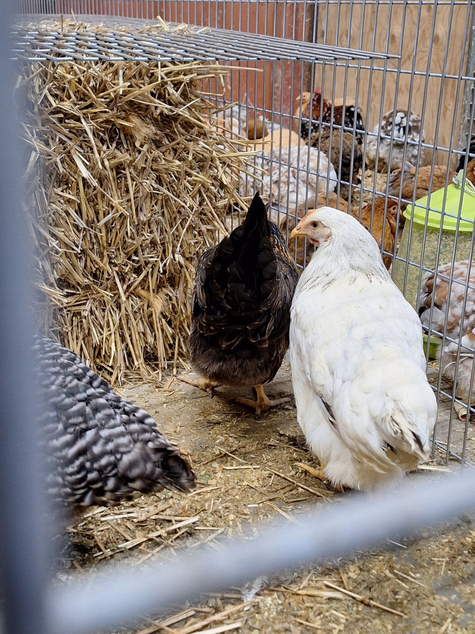 Jonge leghennen in verschillende kleuren