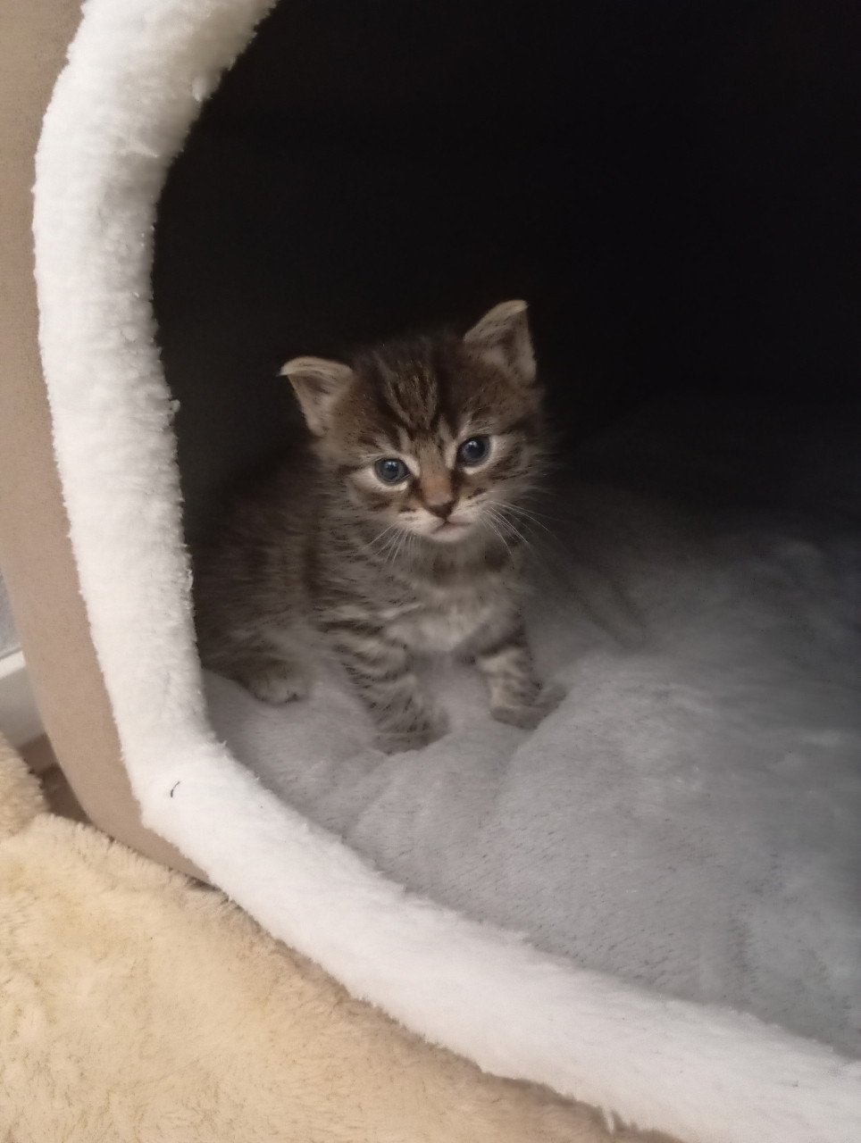 Kittens