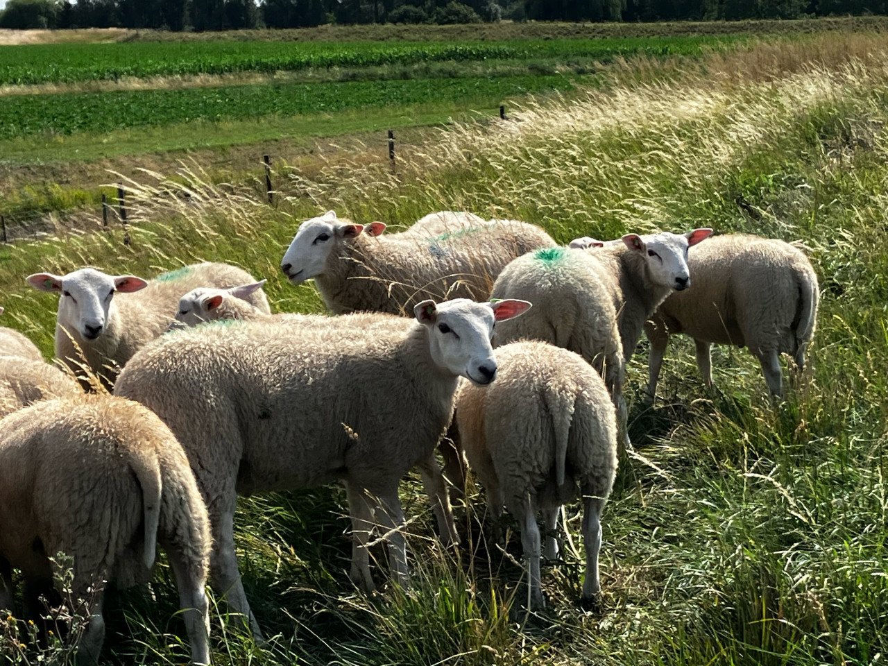Stamboek swifter dekrammen (on-) gekeurd