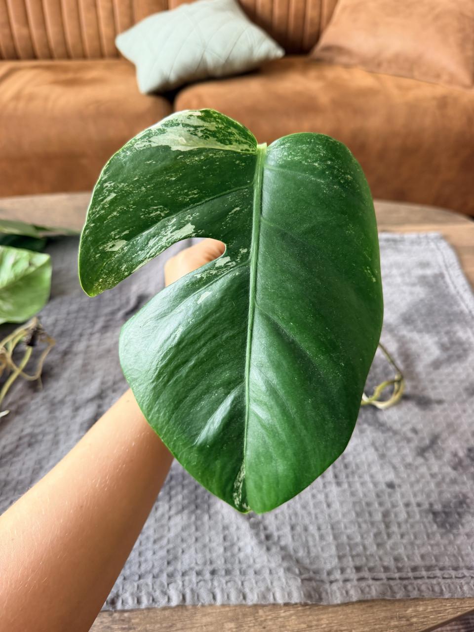 Monstera Deliciosa Variegata stekjes goed geworteld
