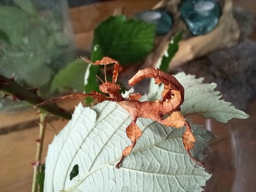 Australische flappentakken